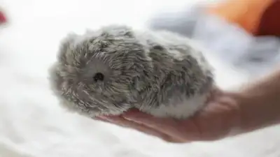 koshki-i-sobaki-s-iskusstvennym-intellektom-stali-populjarnymi-v-kitae-9fa3bbb.webp